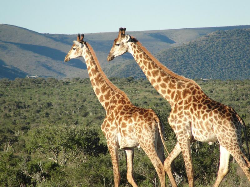 0 Bedroom Property for Sale in Kirkwood Eastern Cape